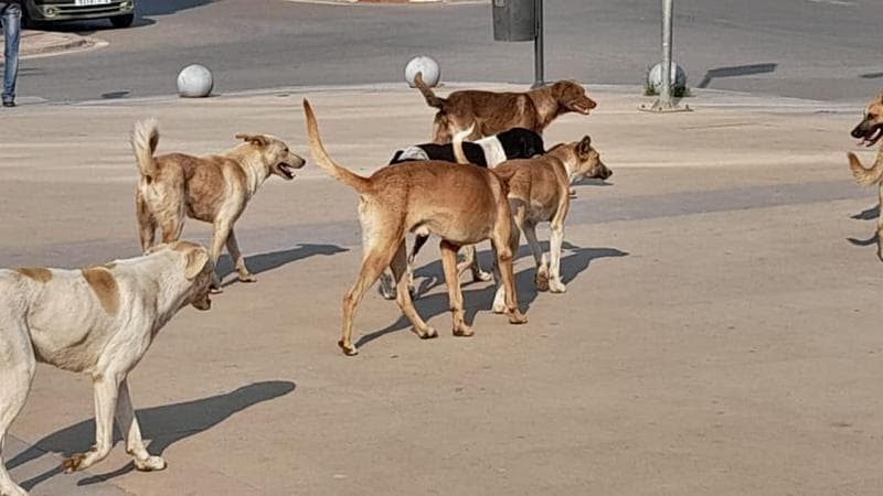كلب ضال ينهش 6 أطفال ببلدة كفر الماء في إربد