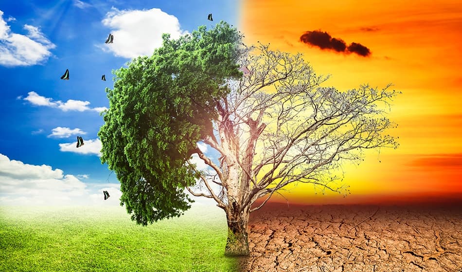 الاحتباس الحراري يزيد نسبة النباتات الضارة
