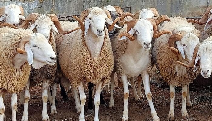 الزراعة تنفي دخول أغنام مصابة بالطاعون إلى الأردن