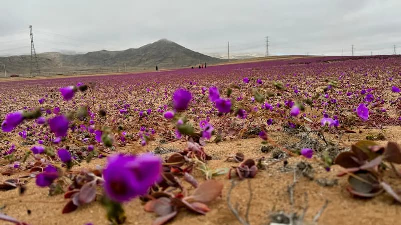 أكثر الصحاري جفافاً على الأرض تزهر وتتلون بالأبيض والبنفسجي