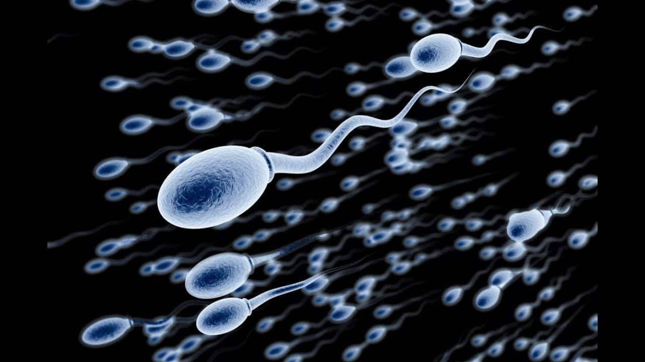 كيف تؤثر عيوب الحيوانات المنوية لدى الأب على صحة الأم والطفل؟