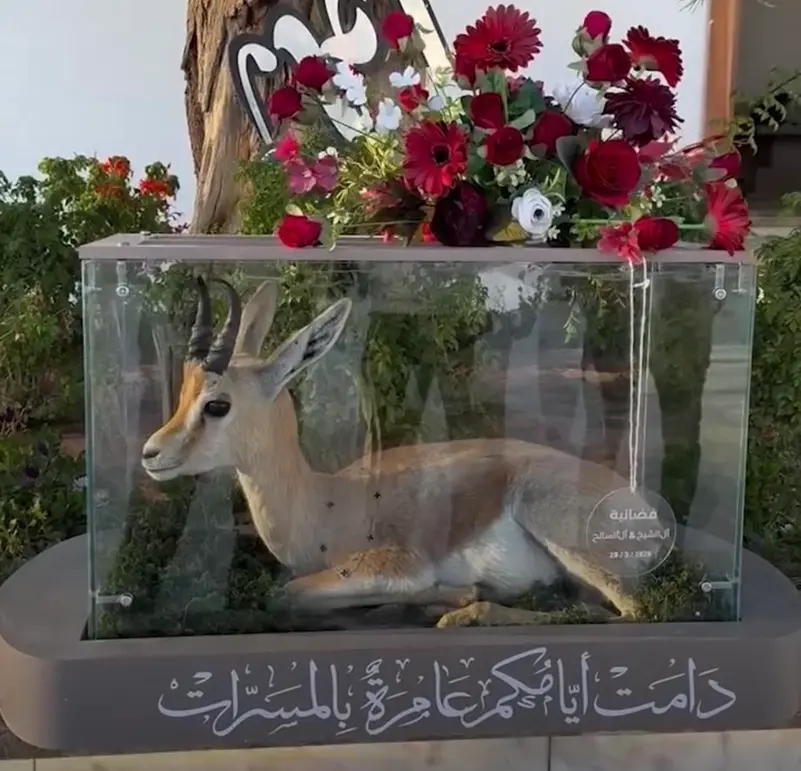 ليبيا.. تقديم غزال مهدد بالانقراض كهدية في حفل زفاف يثير الغضب