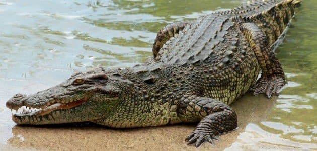 إندونيسيا.. تمساح يلتهم امرأة حامل أثناء طهيها الطعام بمنزلها