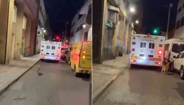 وفاء نادر .. كلب يطارد سيارة اسعاف تحمل صاحبه