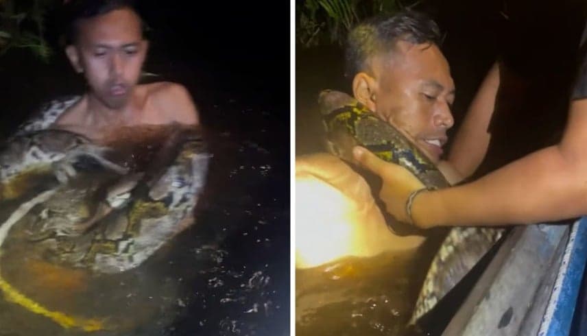 مرشد سياحي يصارع أفعى وينجو من الموت بأعجوبة | فيديو