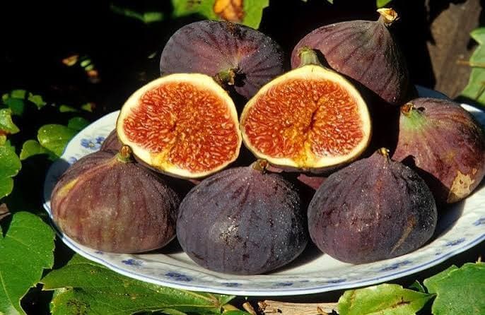 كيف تختارين التين الطازج وتحفظينه لأطول فترة ممكنة؟